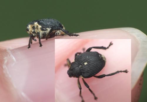 Réf. 298 143 : Mononychus punctumalbum